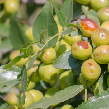 Ziziphus jujuba (Čínska ďatľa) ´SHANX LI´ kont. C4L, výška 80-120 cm (-20°C)